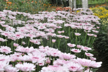 Floricultura 