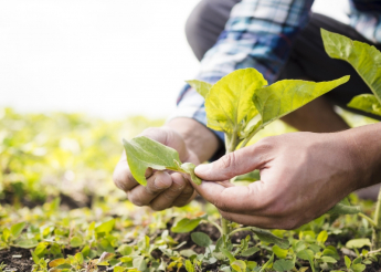 Prefeitura de Pilões e EMPAER anuncia repasse de quase 150mil reais para Agricultores, através do Garantia Safra